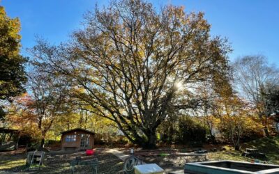 In Oak Room We Are Learning… (April 2026)