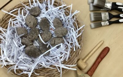 What Did Flo the Owl Eat? Little Hayes Oak Room Investigates